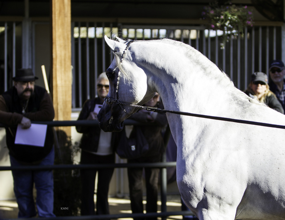 Arabian Expressions - 8th Annual Farm Tour 