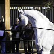 Arabian Expressions - 8th Annual Farm Tour 