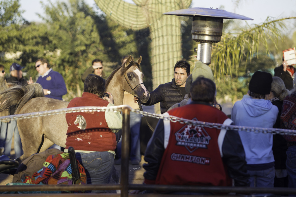 Arabian International - 8th Annual Farm Tour 
