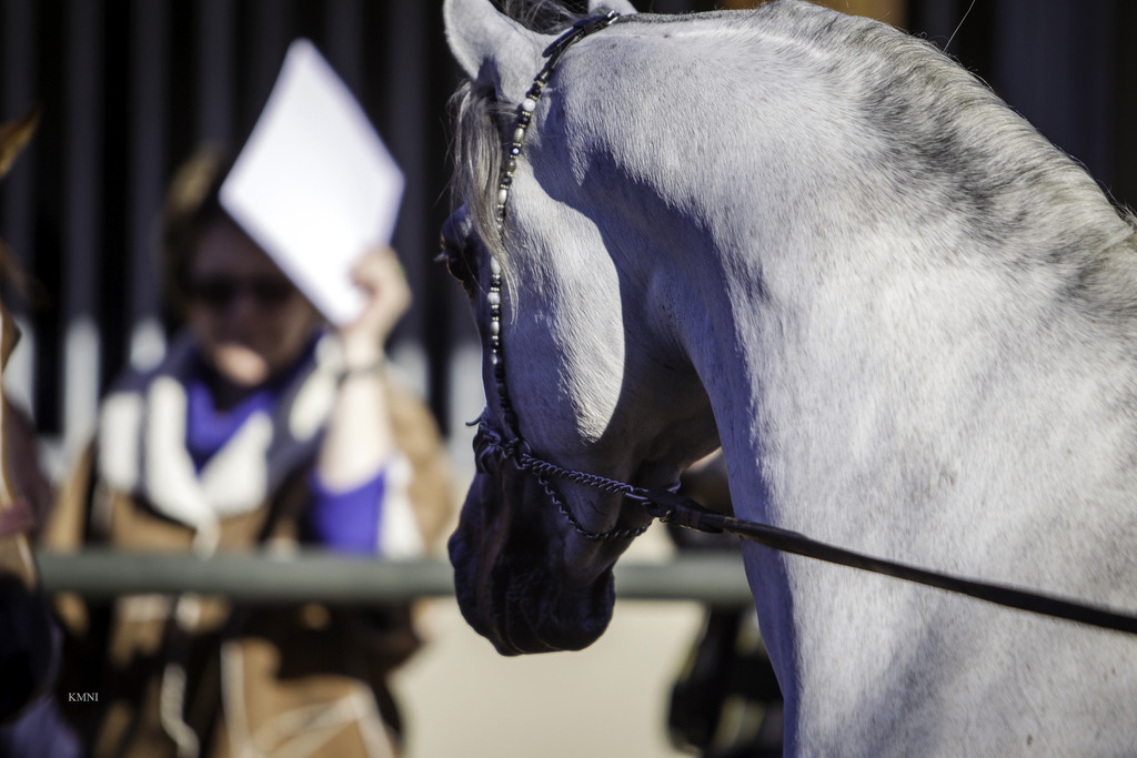 Arabian Expressions - 8th Annual Farm Tour 