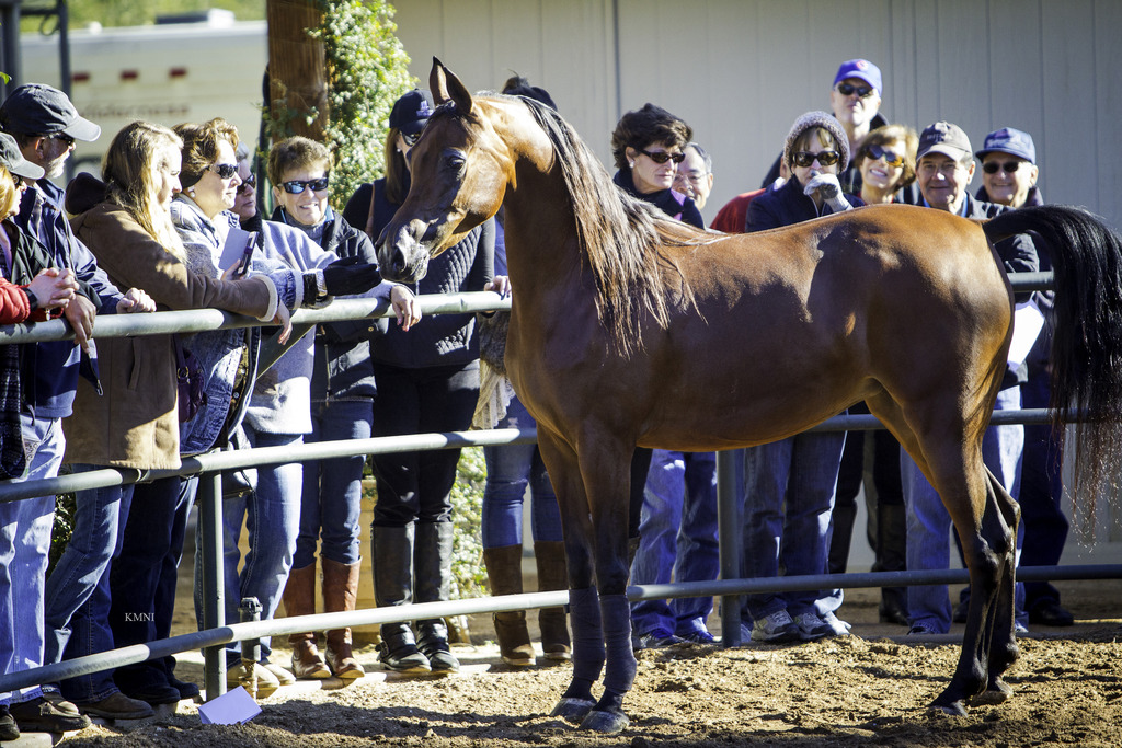 Arabian Expressions - 8th Annual Farm Tour 