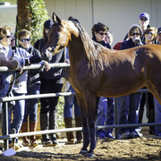 Arabian Expressions - 8th Annual Farm Tour 