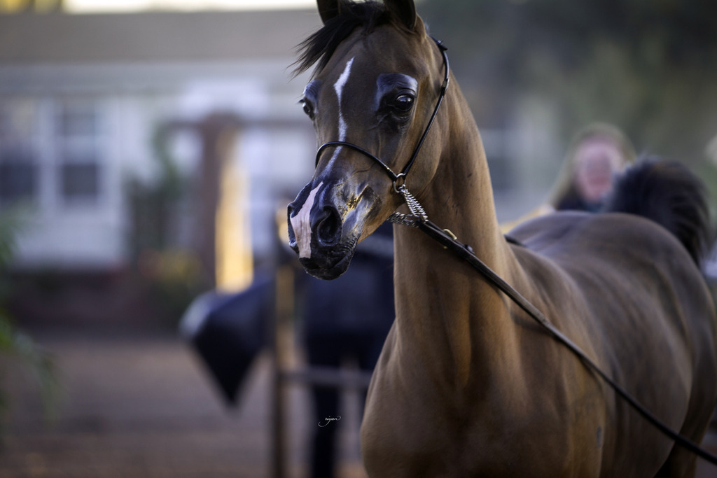 Arabian International - 8th Annual Farm Tour 