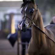 Arabian International - 8th Annual Farm Tour 