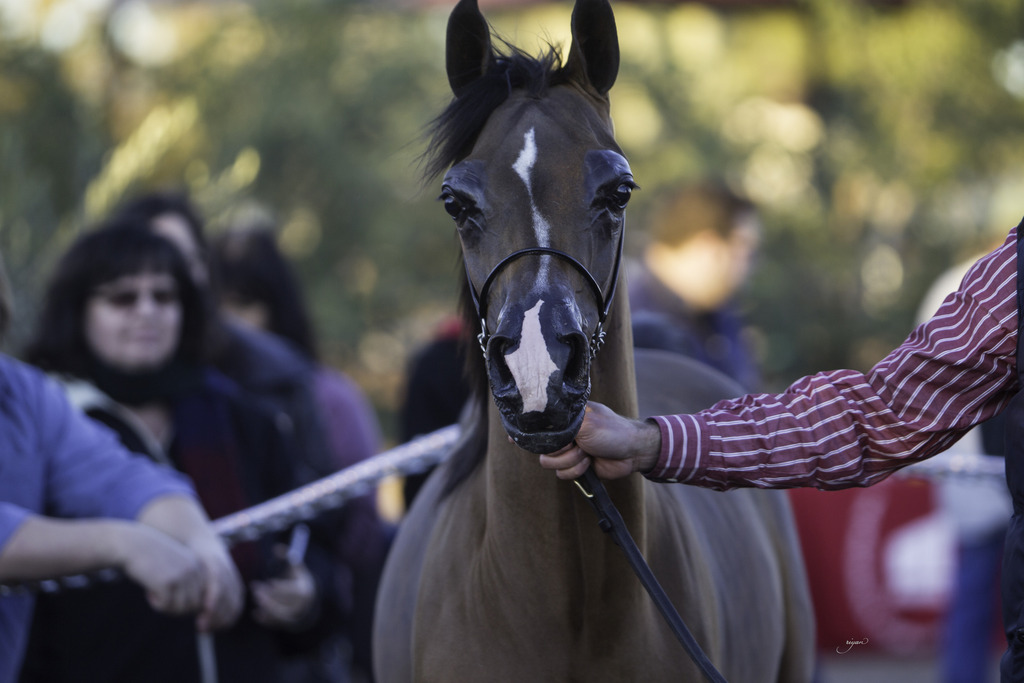 Arabian International - 8th Annual Farm Tour 