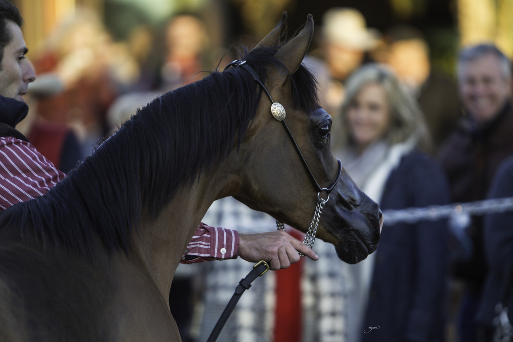 Arabian International - 8th Annual Farm Tour 