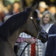Arabian International - 8th Annual Farm Tour 