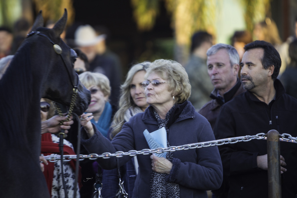 Arabian International - 8th Annual Farm Tour 