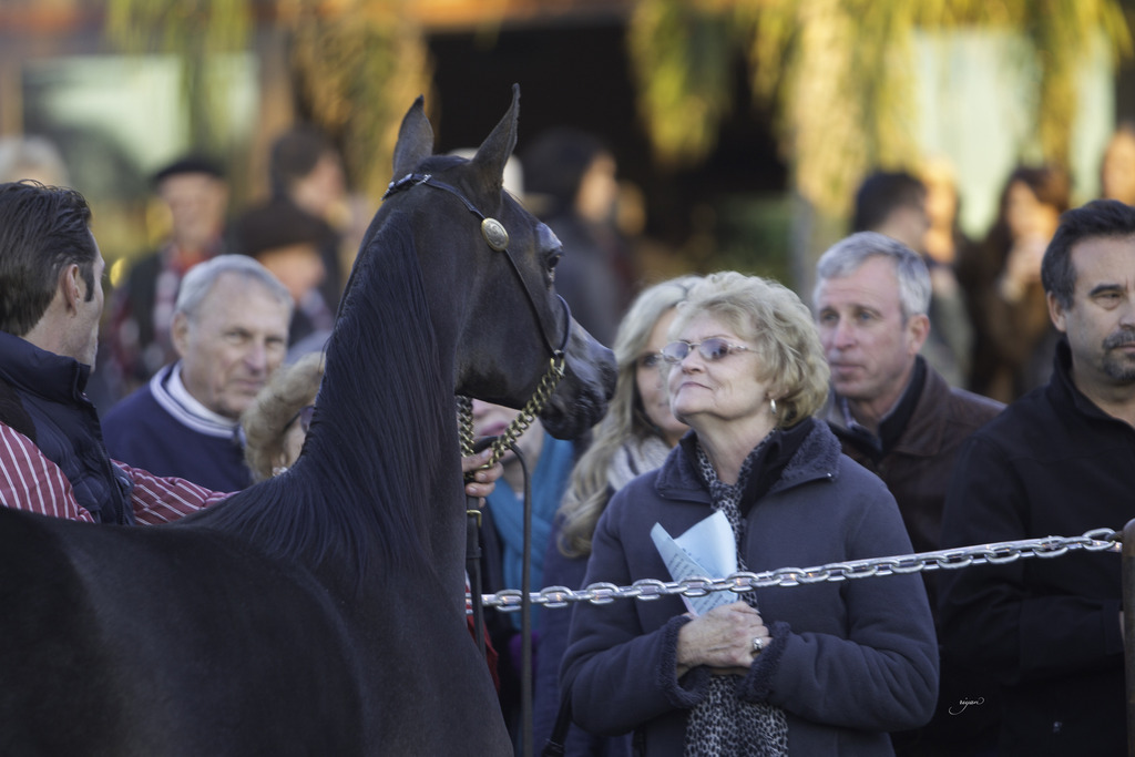 Arabian International - 8th Annual Farm Tour 