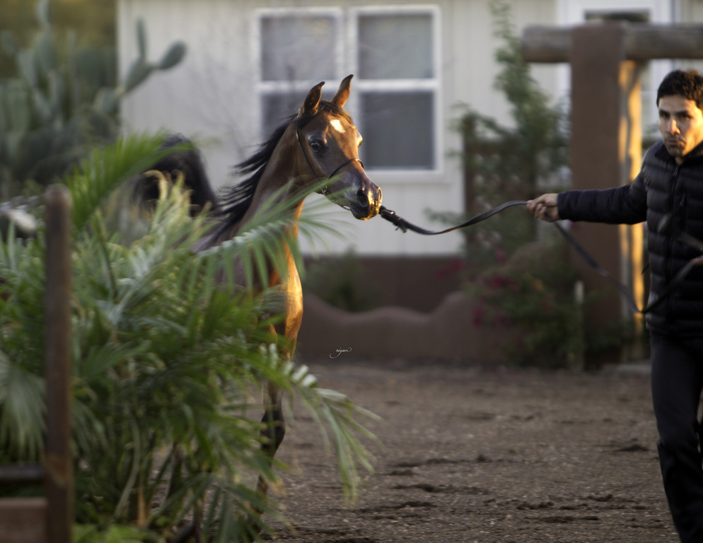 Arabian International - 8th Annual Farm Tour 