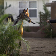 Arabian International - 8th Annual Farm Tour 