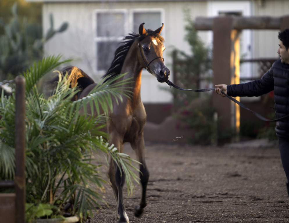 Arabian International - 8th Annual Farm Tour 