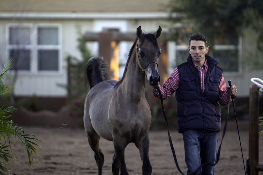 Arabian International - 8th Annual Farm Tour 