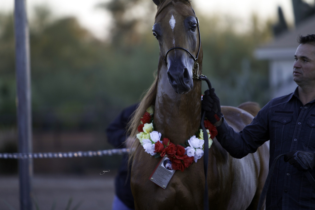 Arabian International - 8th Annual Farm Tour 