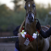 Arabian International - 8th Annual Farm Tour 