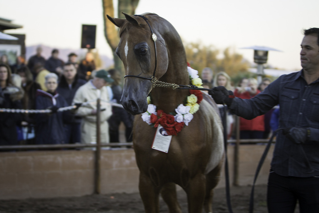 Arabian International - 8th Annual Farm Tour 