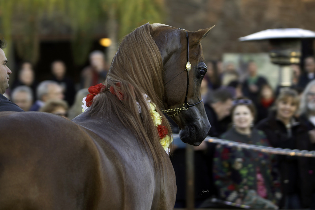 Arabian International - 8th Annual Farm Tour 