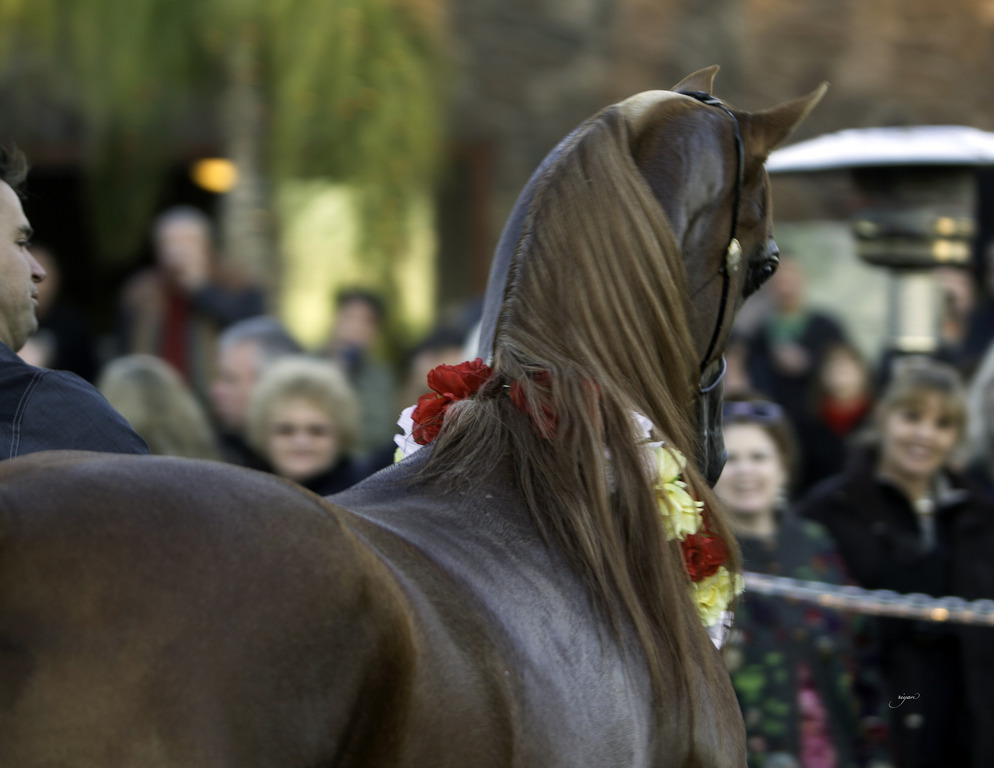 Arabian International - 8th Annual Farm Tour 