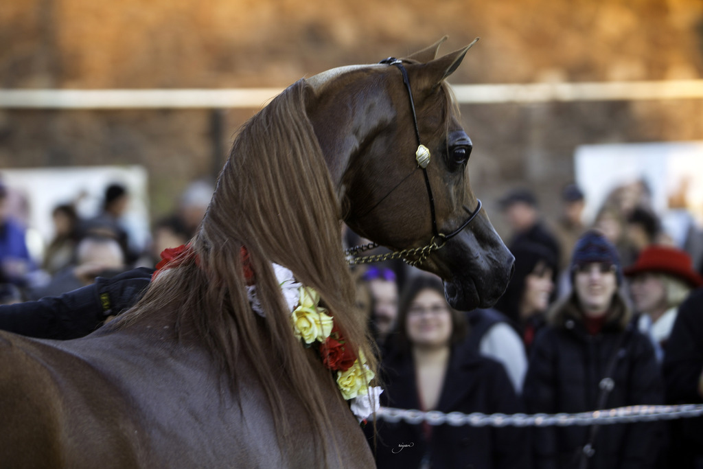 Arabian International - 8th Annual Farm Tour 