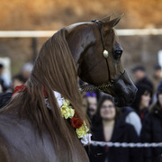 Arabian International - 8th Annual Farm Tour 