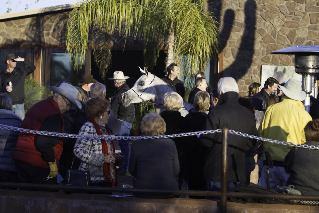 Arabian International - 8th Annual Farm Tour 