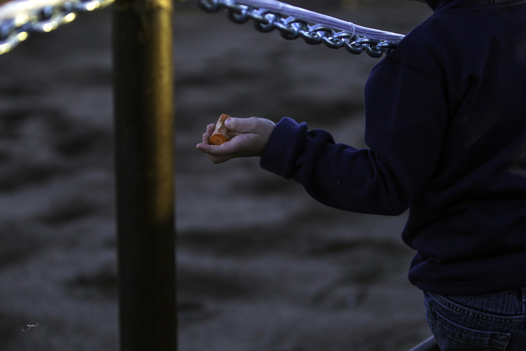 Arabian International - 8th Annual Farm Tour 