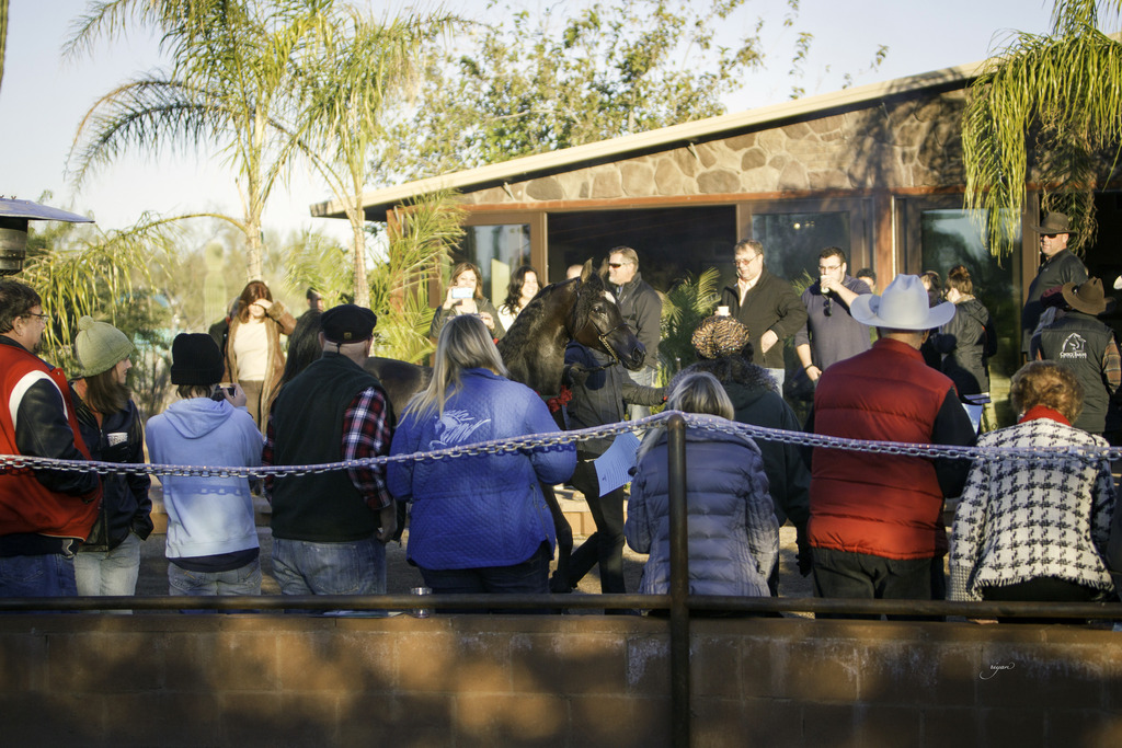 Arabian International - 8th Annual Farm Tour 