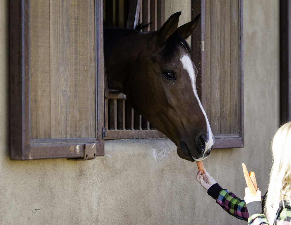 Culbreth Equine - 8th Annual Farm Tour