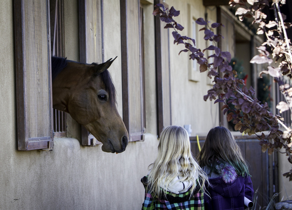 Culbreth Equine - 8th Annual Farm Tour