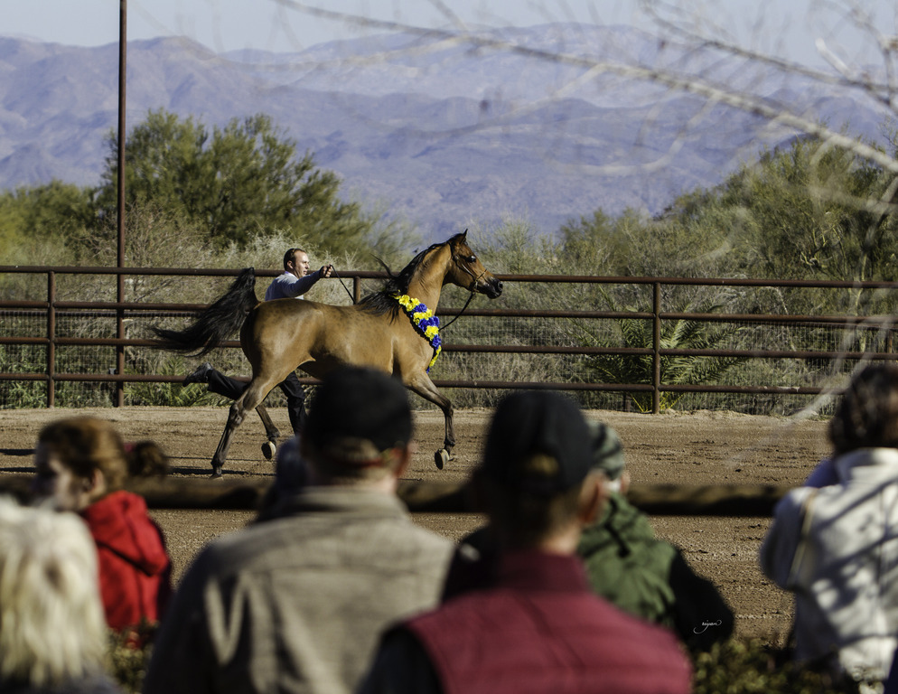 Culbreth Equine - 8th Annual Farm Tour