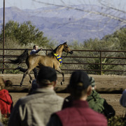 Culbreth Equine - 8th Annual Farm Tour