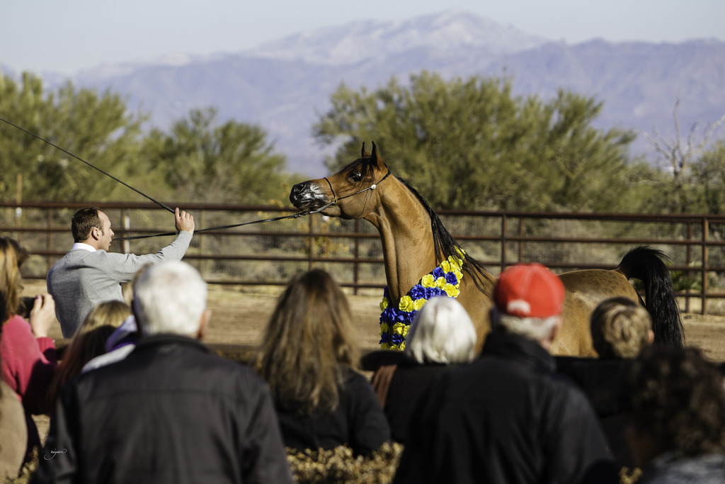 Culbreth Equine - 8th Annual Farm Tour