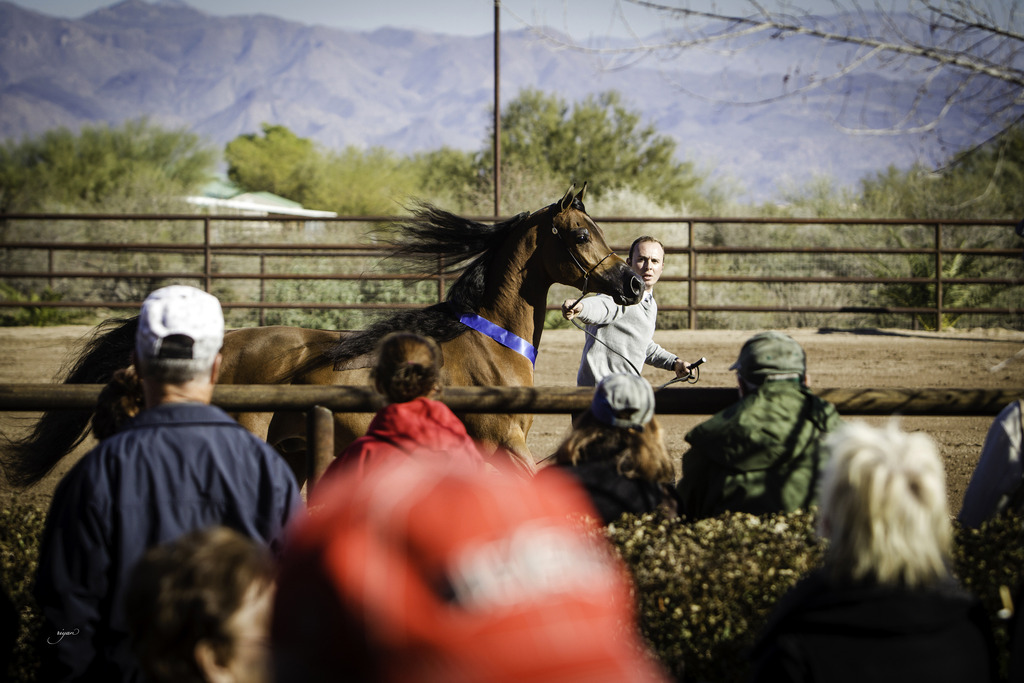 Culbreth Equine - 8th Annual Farm Tour