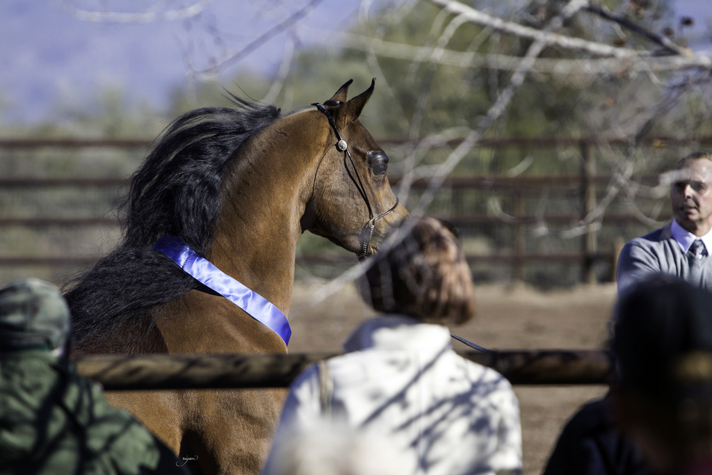 Culbreth Equine - 8th Annual Farm Tour