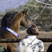 Culbreth Equine - 8th Annual Farm Tour