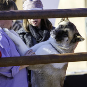Culbreth Equine - 8th Annual Farm Tour