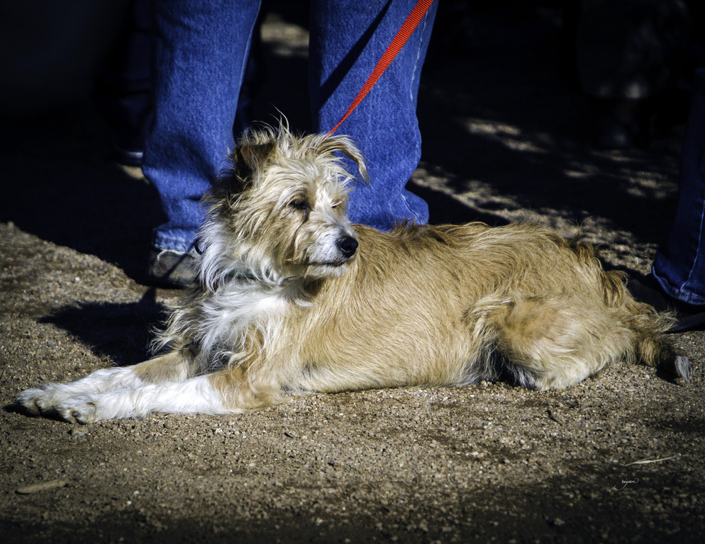 Culbreth Equine - 8th Annual Farm Tour