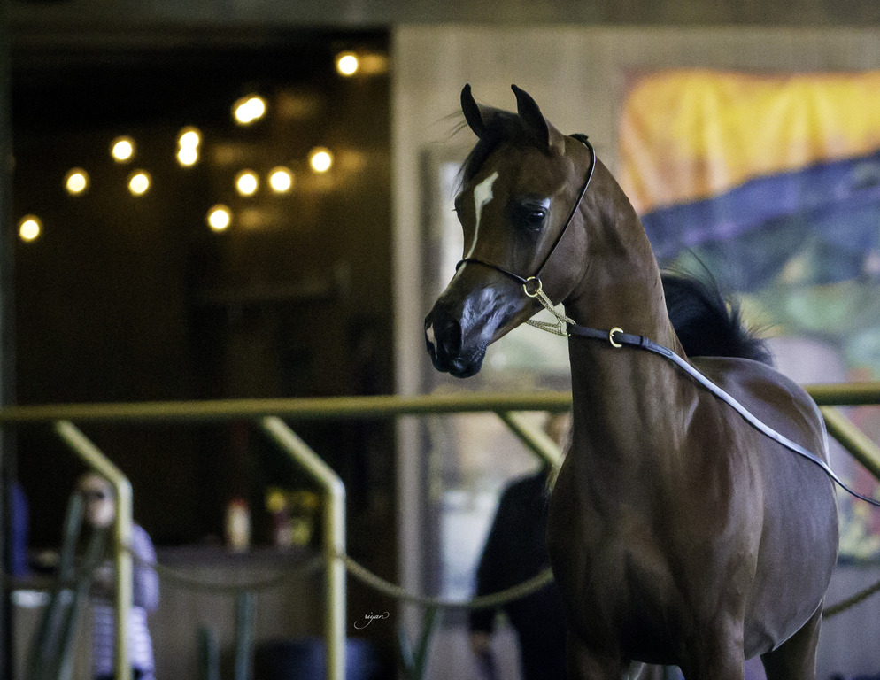 Gemini Acres - 8th Annual Farm Tour