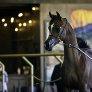 Gemini Acres - 8th Annual Farm Tour