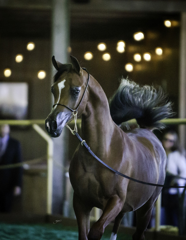 Gemini Acres - 8th Annual Farm Tour
