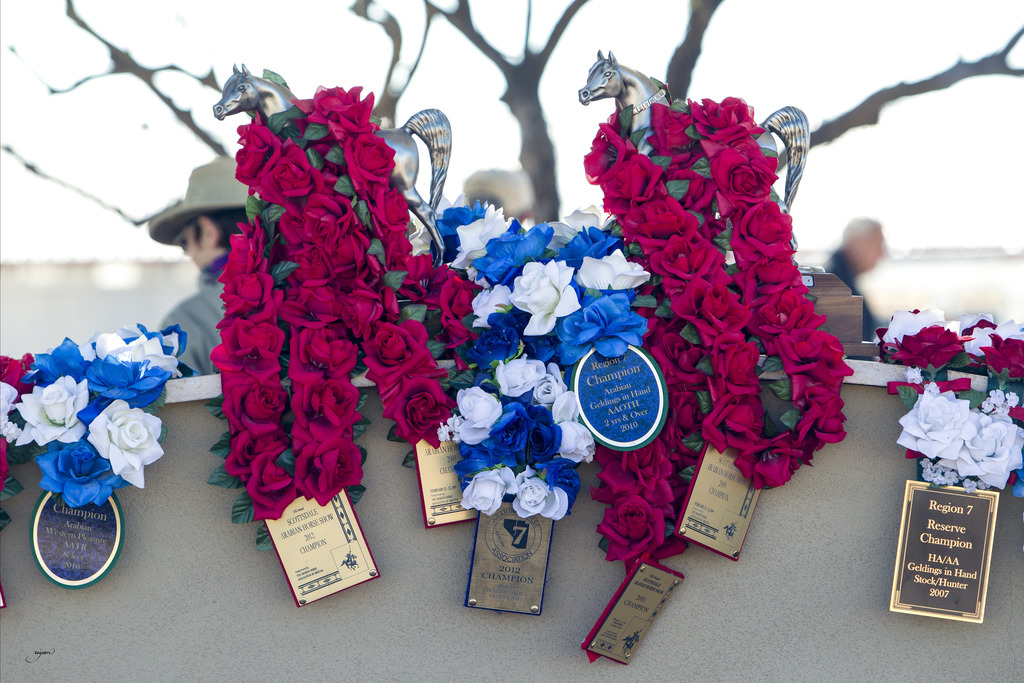 Laurie Martin Performance Horses 8th Annual Farm Tour Arabian