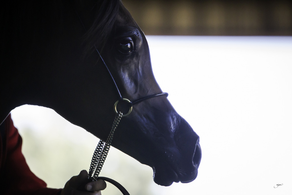 Gemini Acres - 8th Annual Farm Tour