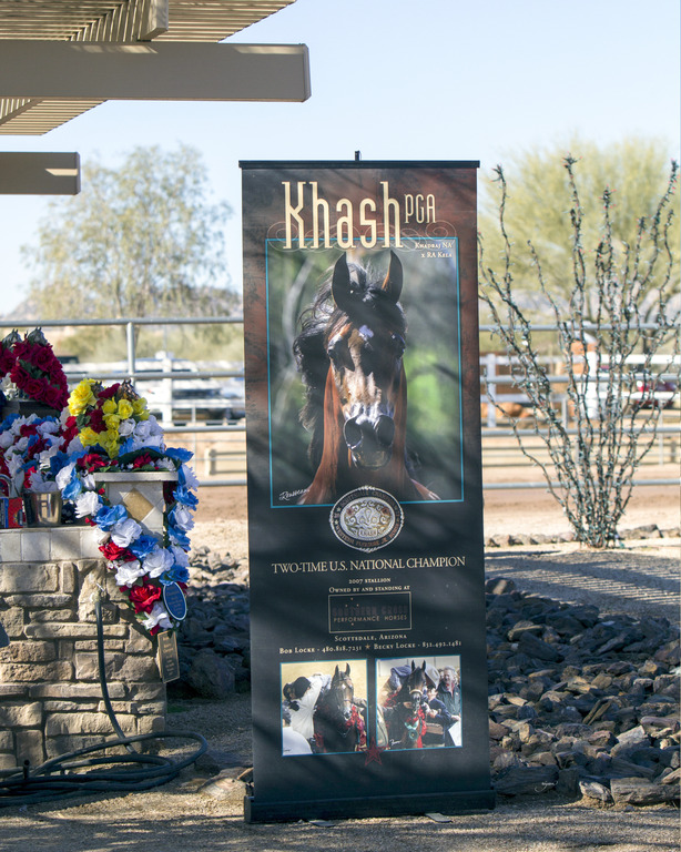 Laurie Martin Performance Horses 8th Annual Farm Tour Arabian