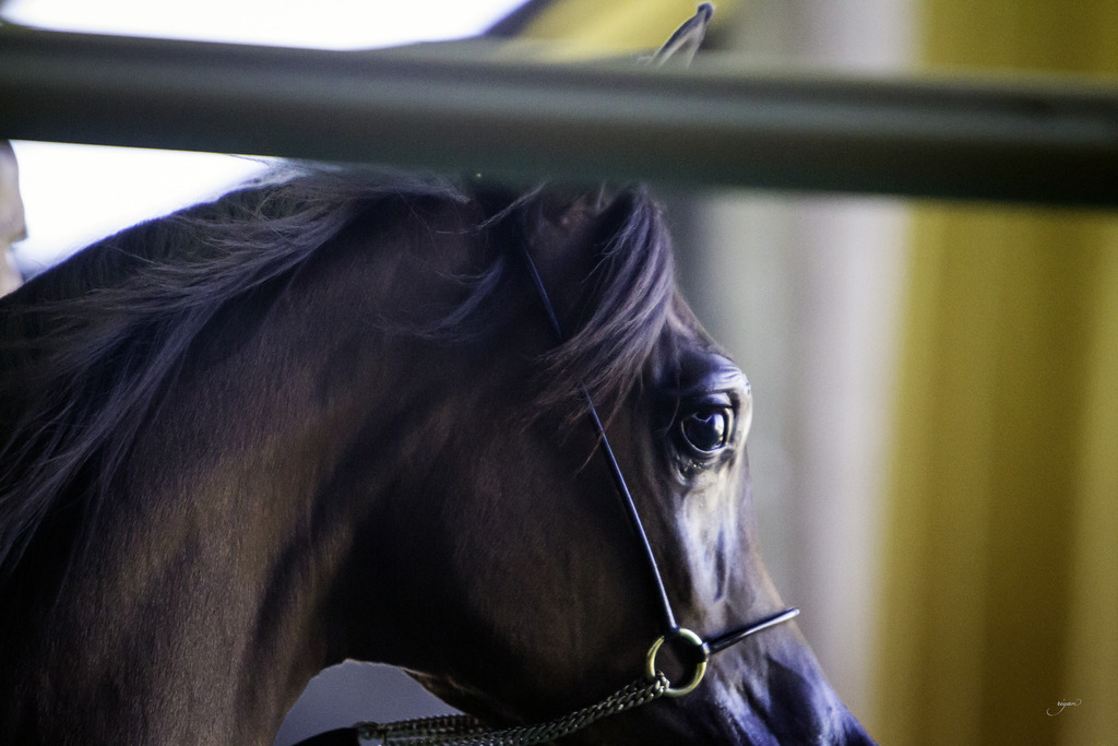 Gemini Acres - 8th Annual Farm Tour