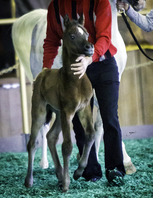 Gemini Acres - 8th Annual Farm Tour