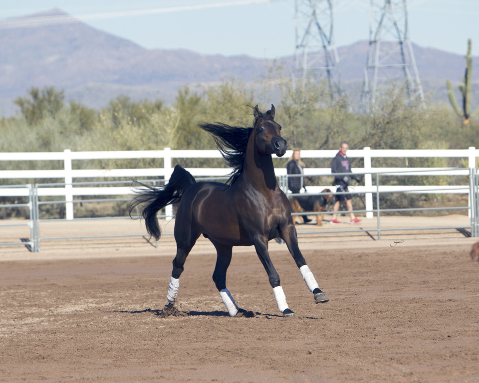 Laurie Martin Performance Horses 8th Annual Farm Tour Arabian