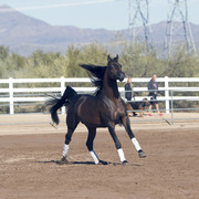 Laurie Martin Performance Horses - 8th Annual Farm Tour