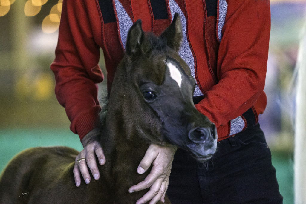 Gemini Acres - 8th Annual Farm Tour