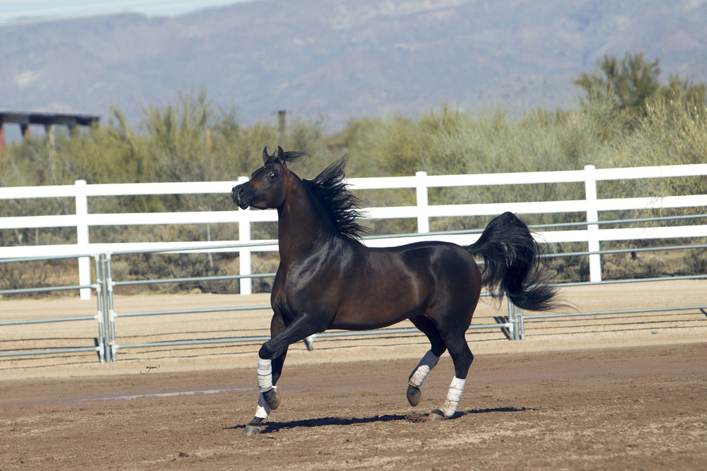 Laurie Martin Performance Horses 8th Annual Farm Tour Arabian