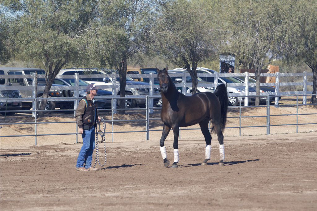 Laurie Martin Performance Horses 8th Annual Farm Tour Arabian